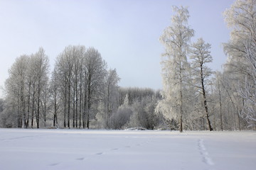 Obraz na płótnie Canvas Icy winter trees