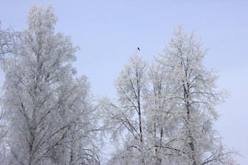 Fototapeta na wymiar Icy winter trees