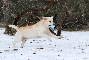 the yellow labrador running in winter in snow with a toy