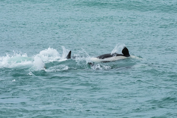 Fototapeta premium Orca attacking sea lions, Patagonia Argentina