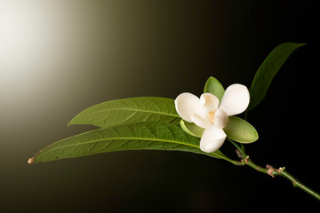 White magnolia flower and green leaf on isolated black background. © suwanb
