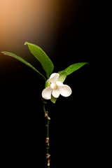 White magnolia flower and green leaf on isolated black background.