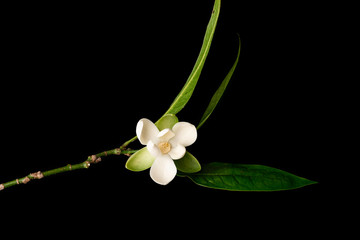 White magnolia flower and green leaf on isolated black background. © suwanb