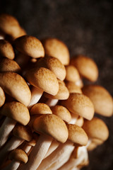 Beech mushroom 