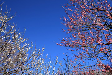 青空の中の梅の花木