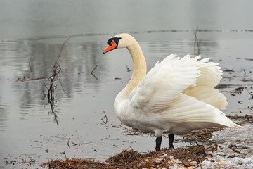 Swan On a Lake On a Winter Day