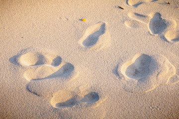 Fototapeta na wymiar footprint in the fine sand by the sea