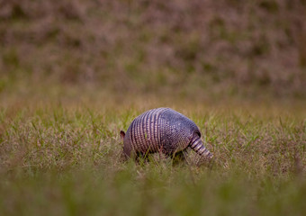 Armadillo in the field 