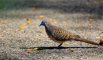 Dove walks for food on the outdoor road.