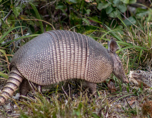 Armadillo 