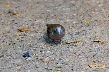 Dove walks for food on the outdoor road.