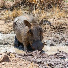 Warthog Mud Bath
