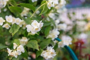 blooming cherry tree in spring