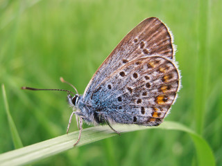 Colorful Butterfly