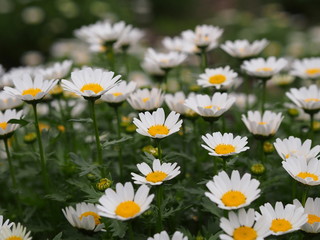 Fototapeta premium 春の花