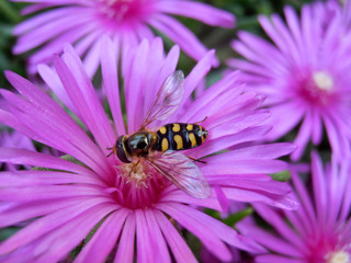 Surphid Fly On Pink Flowers