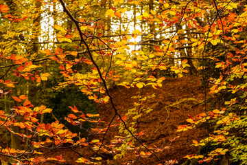 RAMAS DE OTOÑO