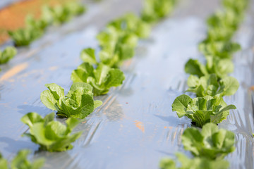 Hydroponic Vegetable, Salad hydroponic , young and fresh vegetable green color in hydroponic farm for health market.