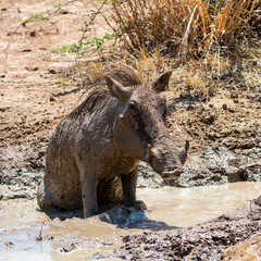 Fototapeta premium Warthog Mud Bath