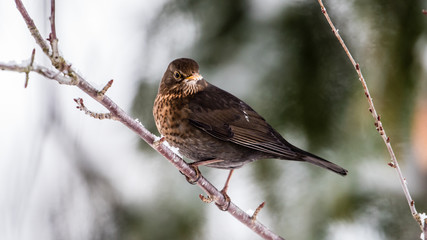 Blackbird with snow on the beak