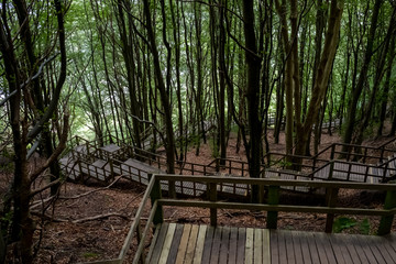 Treppen im Wald