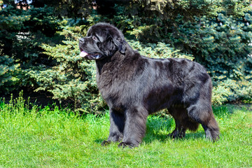 The  Newfoundland  is on the grass in the park.