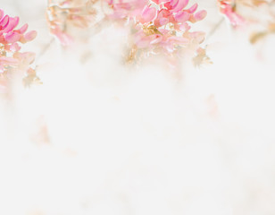 Obraz na płótnie Canvas Flower soft background in pastel tone for valentine or wedding .Vintage spring flower background. Flower design template.