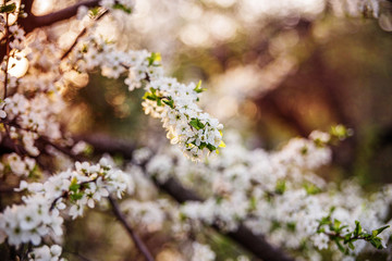 flowers on tree