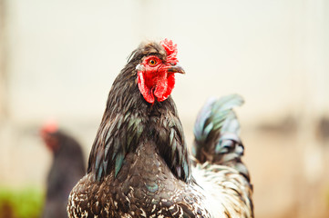 Rooster in the garden, close-up portrait. Growing poultry.