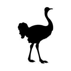 Vector, flat image of ostrich isolated on white background