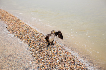 penguin on the beach