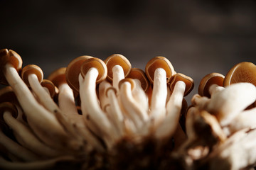 Beech mushroom 