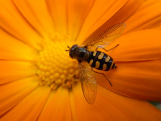 Surphid Fly On  Marigold Calendula Officinalis