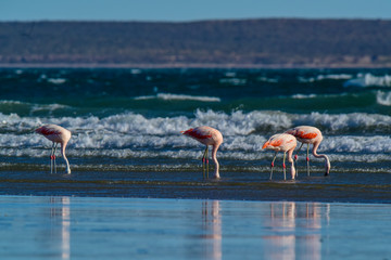 Flamingos in seascape,Patagonia, Argentina