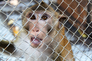 monkey eyes