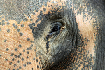 eye of an elephant