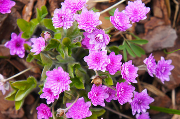 Hepatica nobilis rosea plena many pink spring flowers 