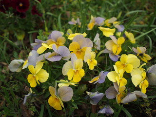 Fototapeta premium 春の花