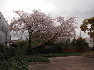 春の花