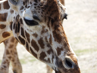 Giraffe