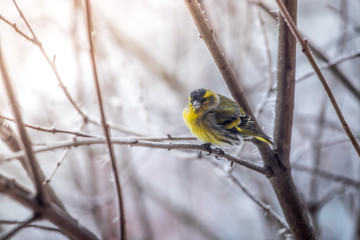 Colorful bird (siskin) sitting on a branch, winter and ice crystals
