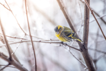 Colorful bird (siskin) sitting on a branch, winter and ice crystals