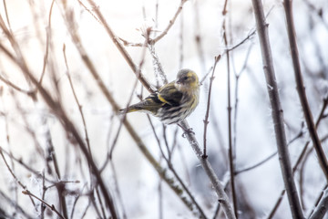 Colorful bird (siskin) sitting on a branch, winter and ice crystals