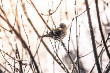 Colorful bird (siskin) sitting on a branch, winter and ice crystals