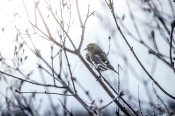 Colorful bird (siskin) sitting on a branch, winter and ice crystals