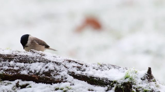 Marsh tit search feed on the deadwood, winter, (parus palustris), germany