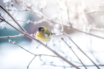 Colorful bird (siskin) sitting on a branch, winter and ice crystals