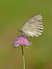 Papillon jaune clair butinant une fleur mauve sauvage des champs du sud de la France.