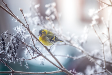 Colorful bird (siskin) sitting on a branch, winter and ice crystals