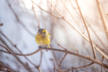 Colorful bird (siskin) sitting on a branch, winter